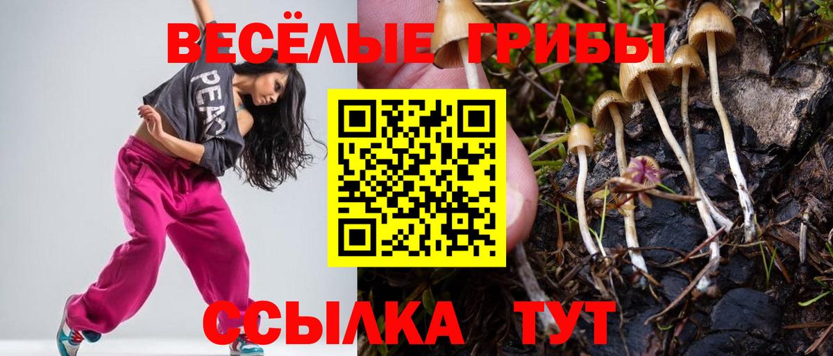 Богородск  Галлюциногенные грибы Cubensis  Вход с VPN 